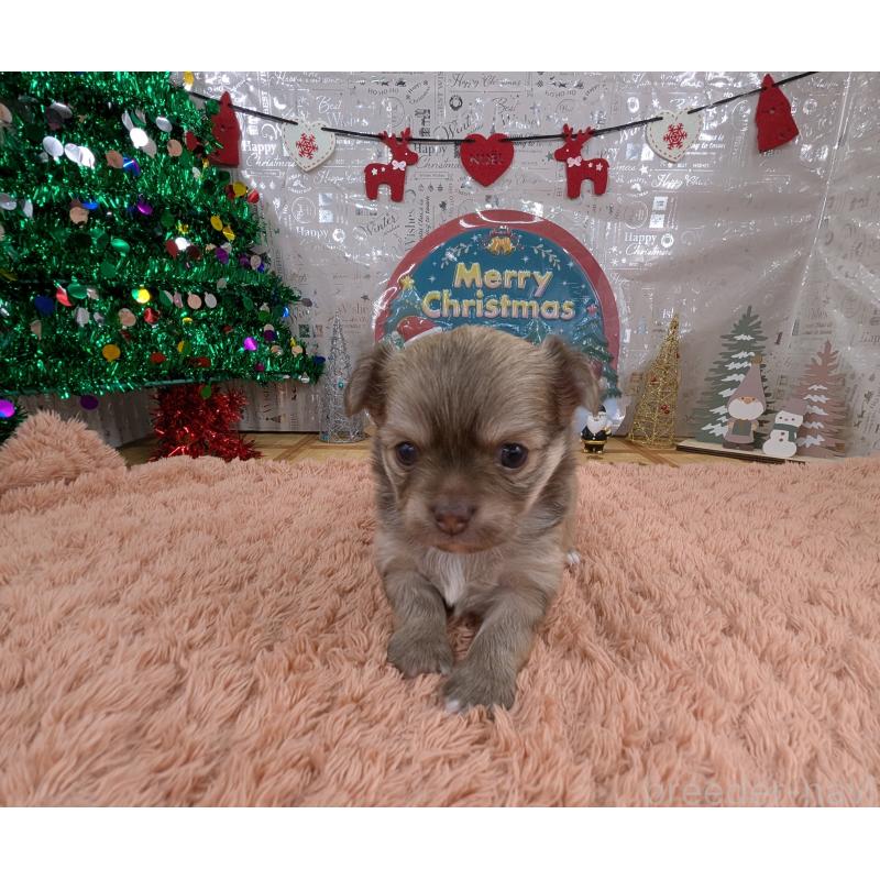 販売中の岐阜県のチワワ(ロングコート)-430351の5枚目