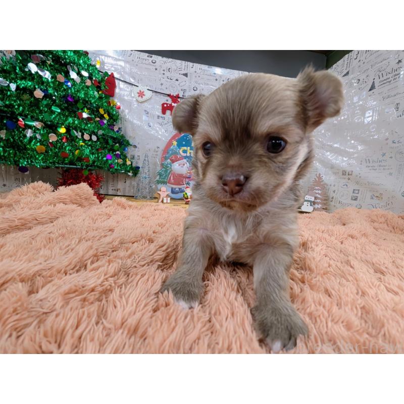 販売中の岐阜県のチワワ(ロングコート)-430351の4枚目