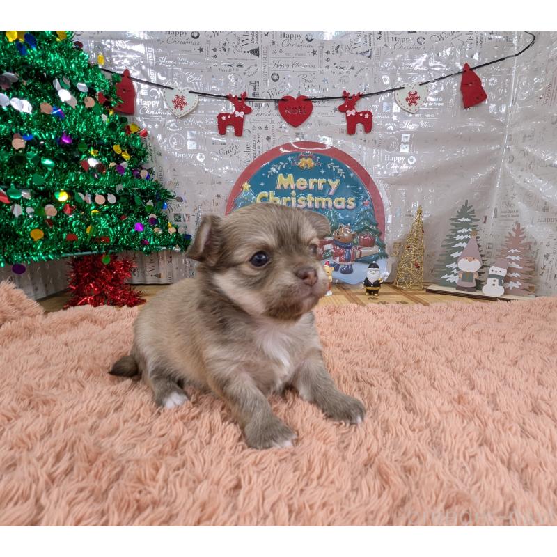 販売中の岐阜県のチワワ(ロングコート)-430351の3枚目