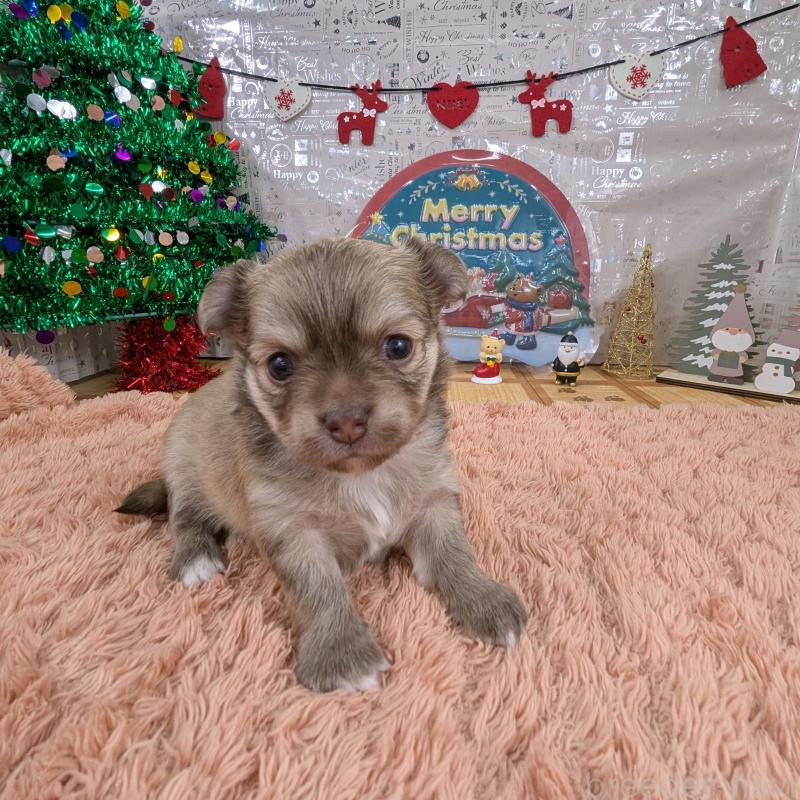 販売中の岐阜県のチワワ(ロングコート)-430351の2枚目