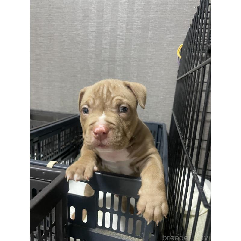 販売中の香川県のアメリカンブリー-423595の3枚目