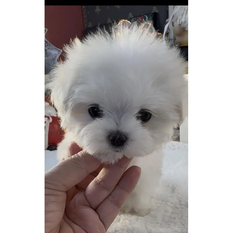 成約済の宮崎県のマルチーズ-430352の2枚目