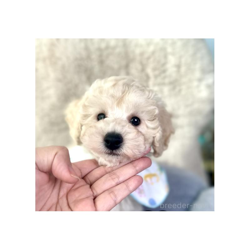 販売中の福岡県のトイプードル-430356の3枚目