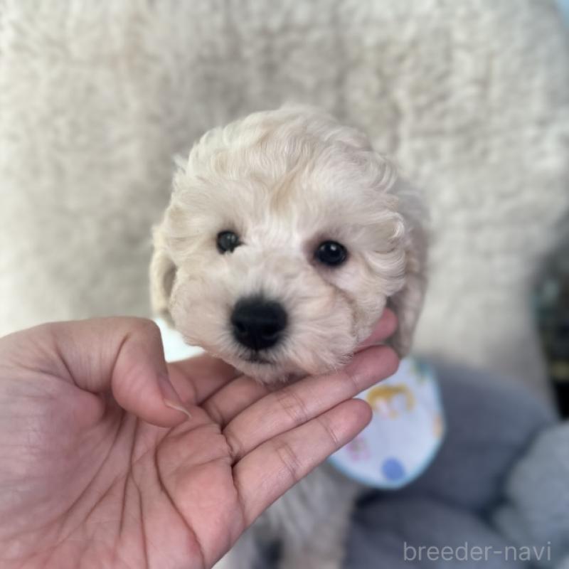 販売中の福岡県のトイプードル-430356の2枚目