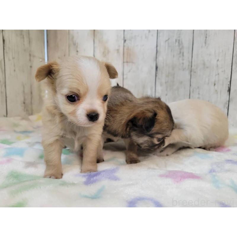 販売中の三重県のチワワ(ロングコート)-430357の5枚目