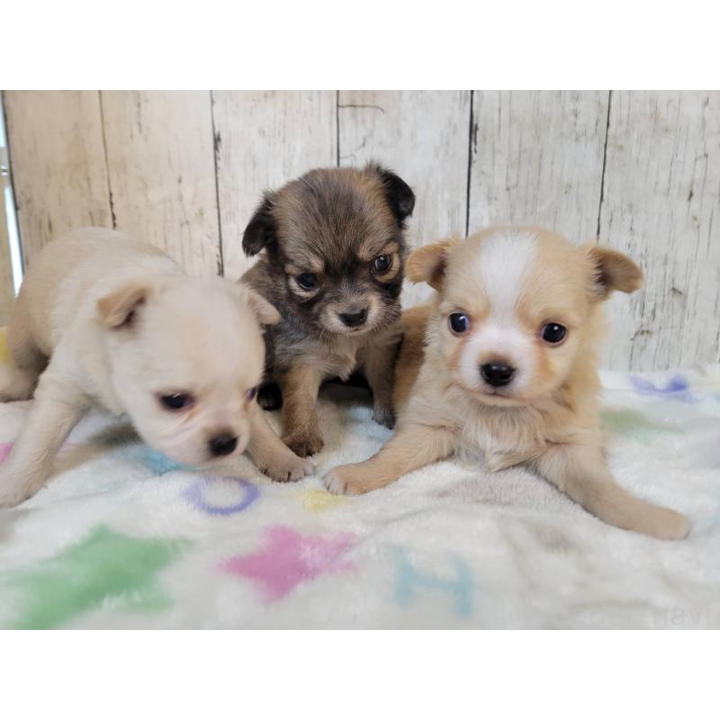 販売中の三重県のチワワ(ロングコート)-430357の4枚目