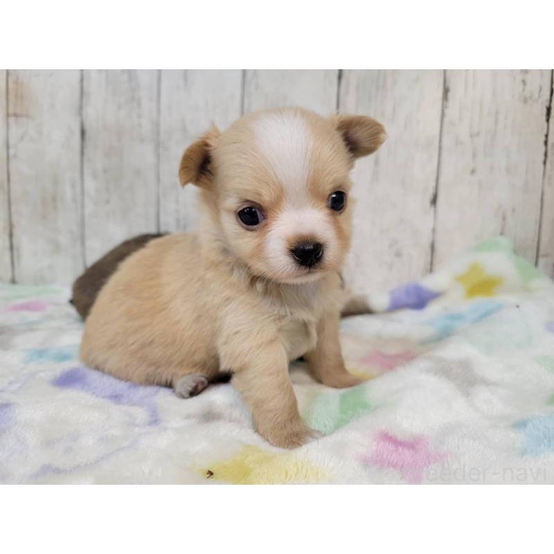 販売中の三重県のチワワ(ロングコート)-430357の3枚目