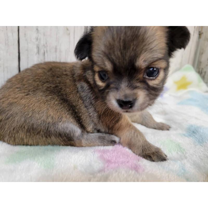 販売中の三重県のチワワ(ロングコート)-430358の4枚目