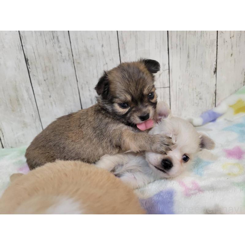 販売中の三重県のチワワ(ロングコート)-430358の3枚目