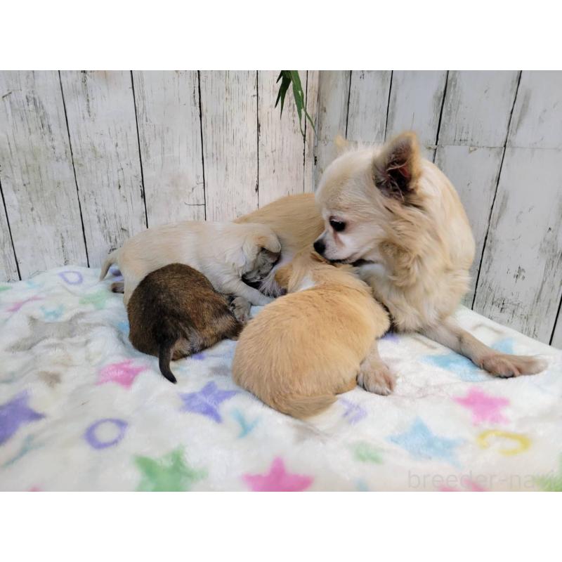 販売中の三重県のチワワ(ロングコート)-430358の2枚目