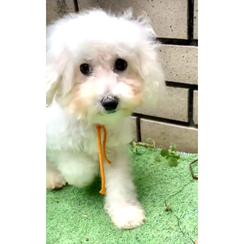 販売中の東京都のミックス犬-404061の12枚目