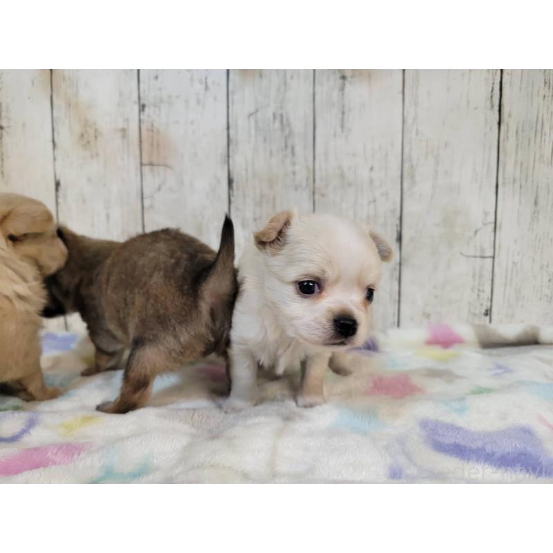 販売中の三重県のチワワ(ロングコート)-430359の4枚目