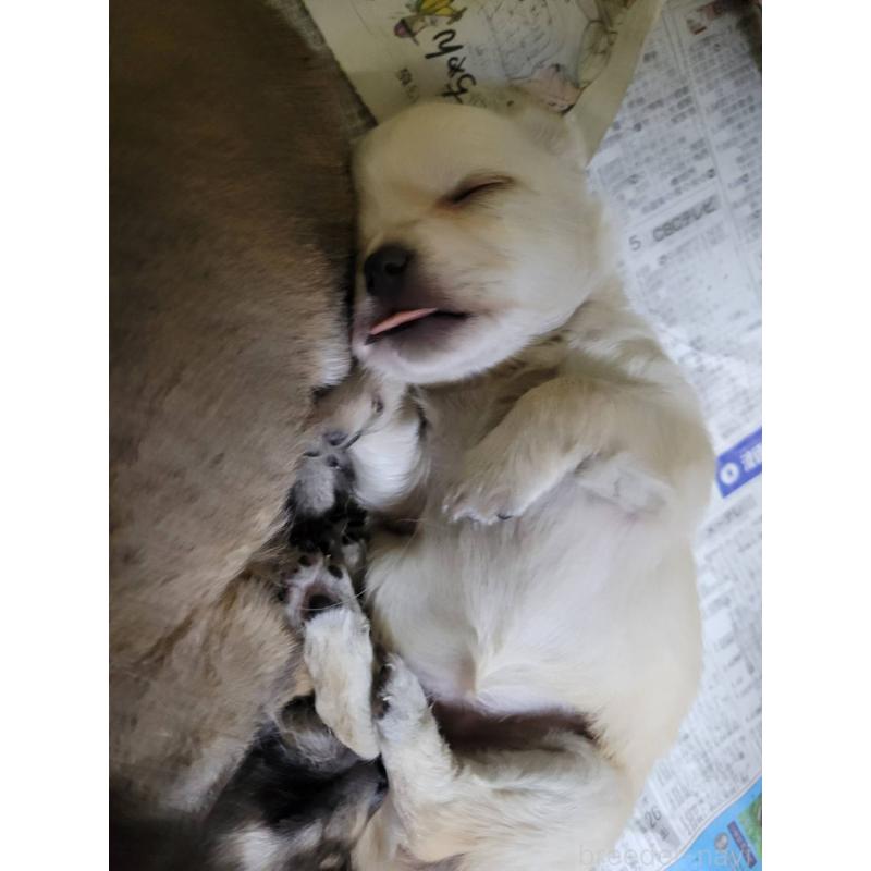 販売中の三重県のチワワ(ロングコート)-430359の3枚目