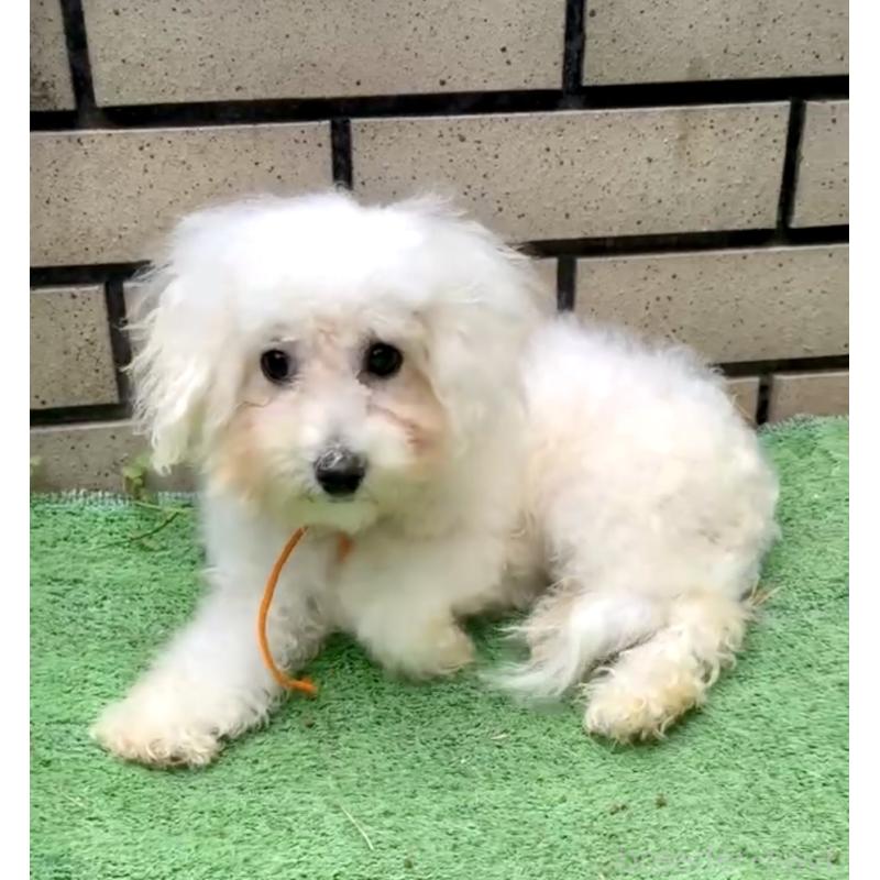 販売中の東京都のミックス犬-404061の11枚目