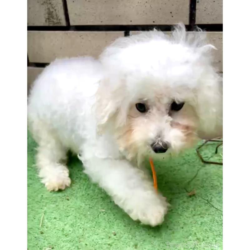 販売中の東京都のミックス犬-404061の10枚目