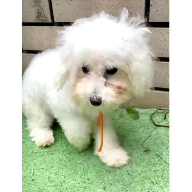 販売中の東京都のミックス犬-404061の9枚目