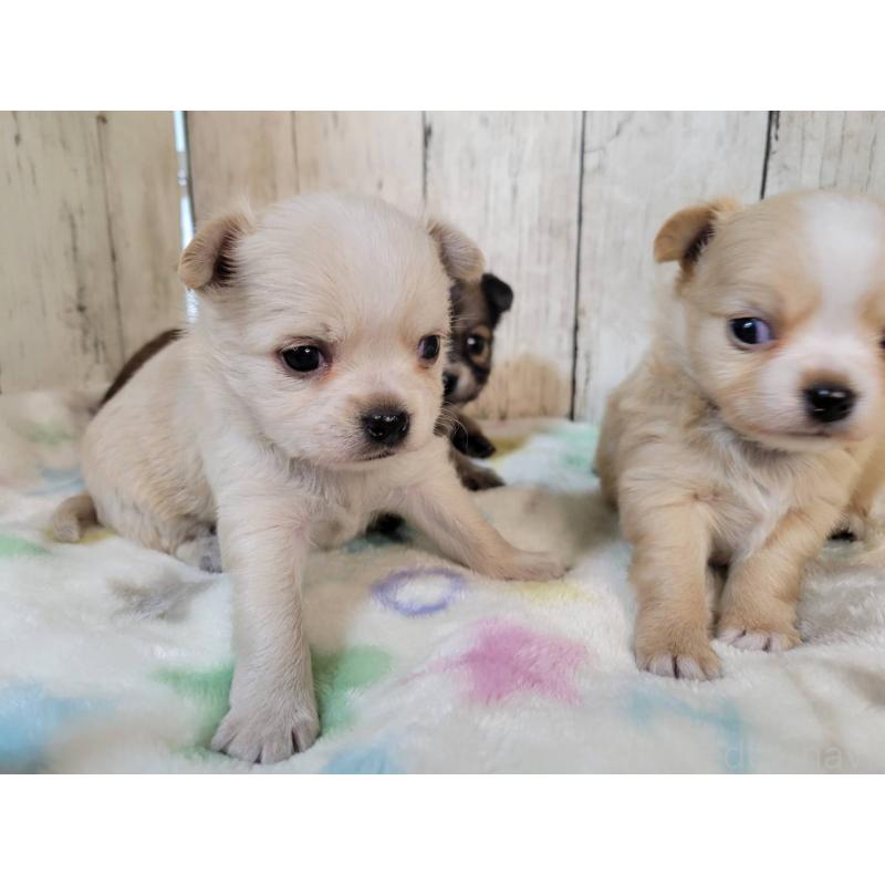 販売中の三重県のチワワ(ロングコート)-430359の2枚目