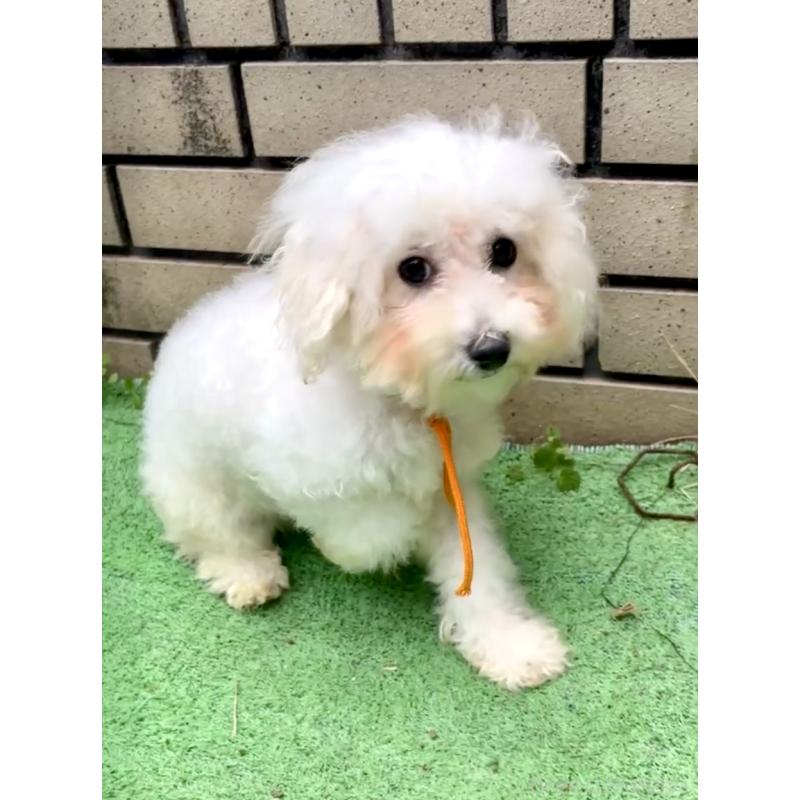 販売中の東京都のミックス犬-404061の8枚目