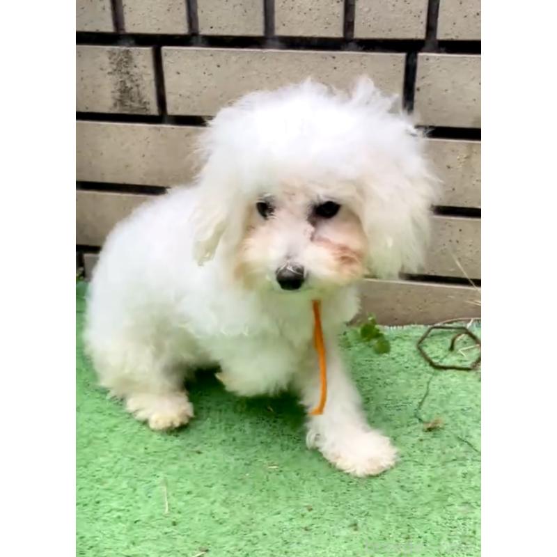 販売中の東京都のミックス犬-404061の7枚目