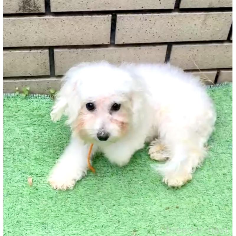 販売中の東京都のミックス犬-404061の6枚目