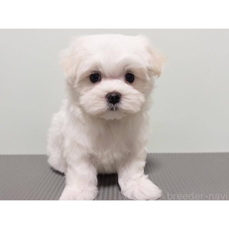 販売中の神奈川県のマルチーズ-420175の10枚目