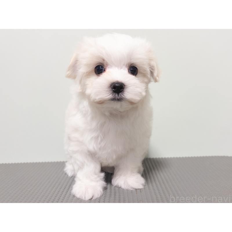 販売中の神奈川県のマルチーズ-420174の11枚目