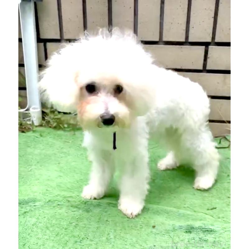 成約済の東京都のミックス犬-398962の11枚目