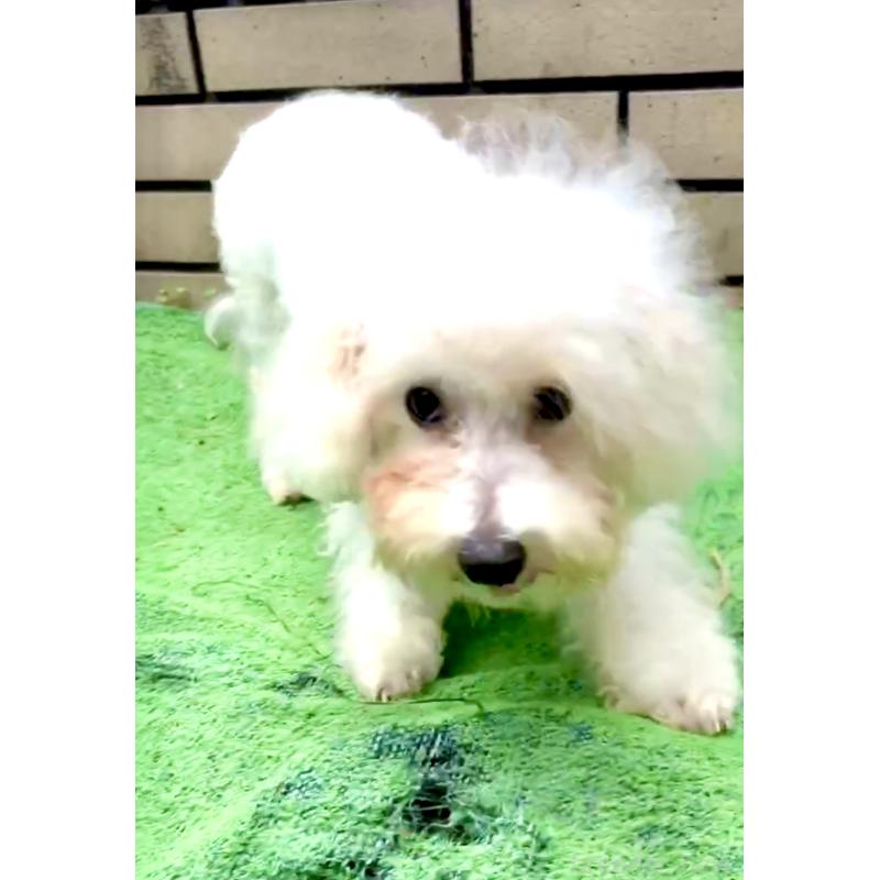 成約済の東京都のミックス犬-398962の10枚目