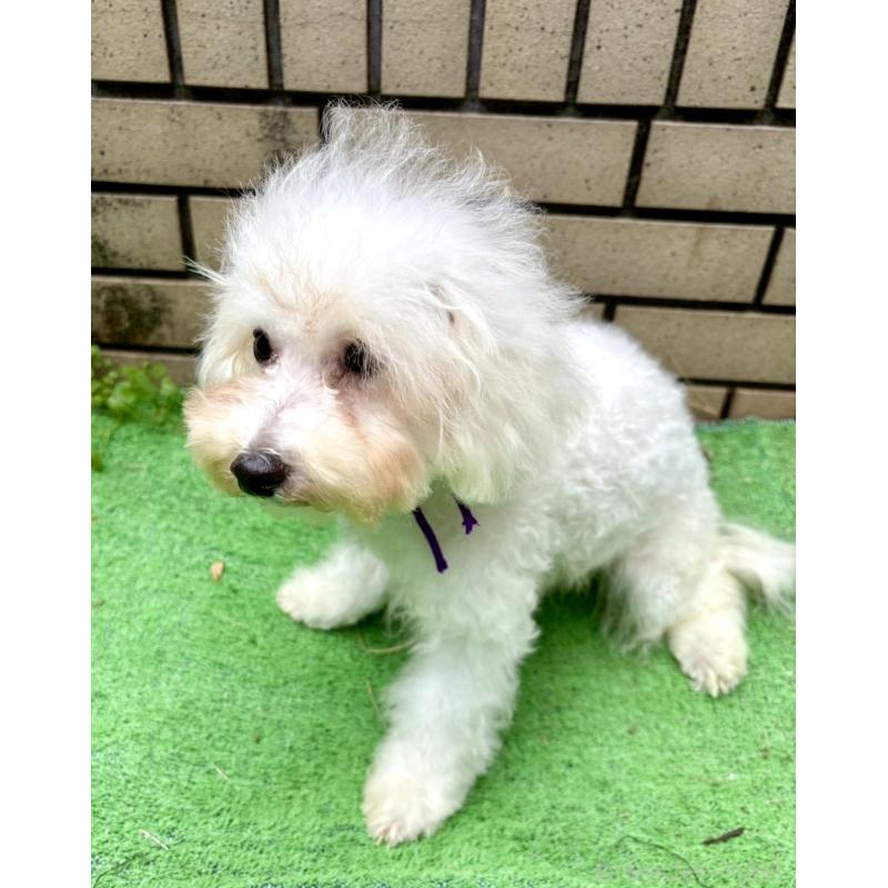 成約済の東京都のミックス犬-398962の9枚目