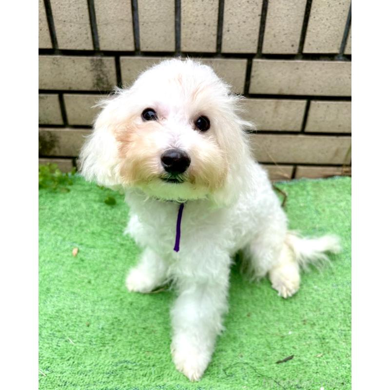 成約済の東京都のミックス犬-398962の8枚目