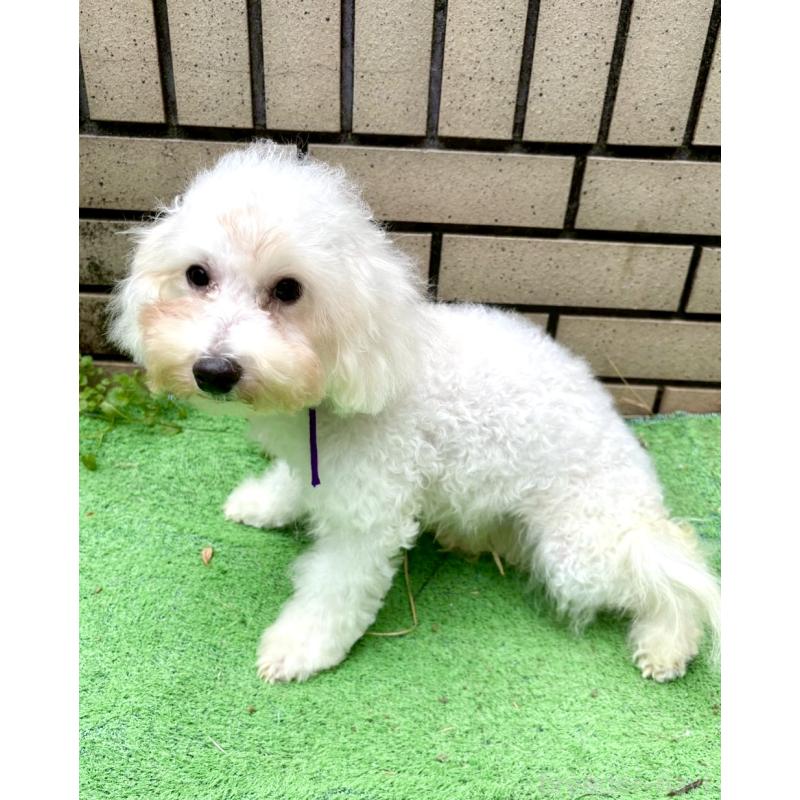 成約済の東京都のミックス犬-398962の7枚目