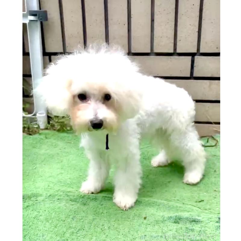 成約済の東京都のミックス犬-398962の6枚目