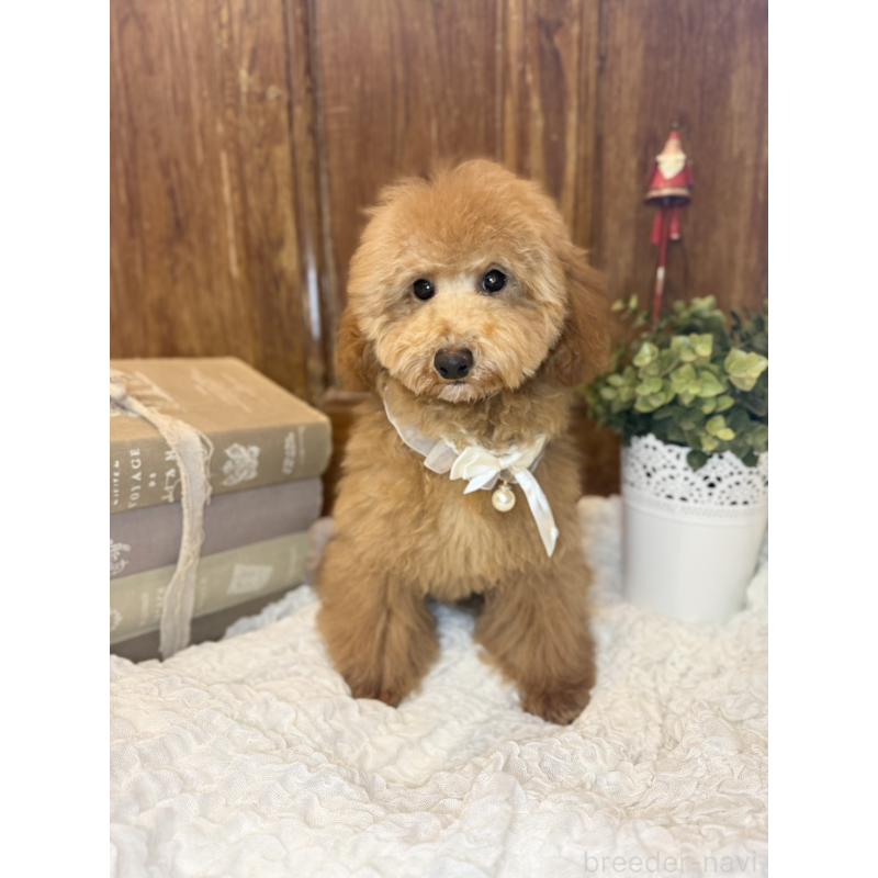 成約済の茨城県のトイプードル-417820の10枚目