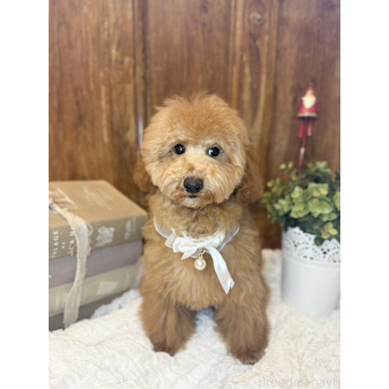 成約済の茨城県のトイプードル-417820の9枚目