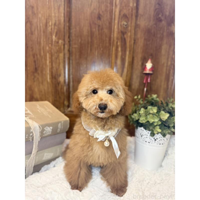 成約済の茨城県のトイプードル-417820の8枚目