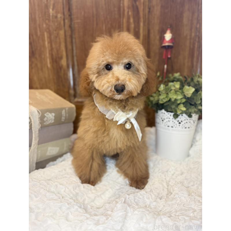 成約済の茨城県のトイプードル-417820の7枚目