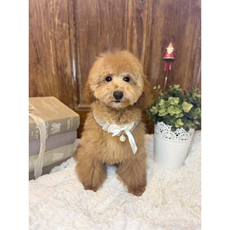 成約済の茨城県のトイプードル-417820の6枚目