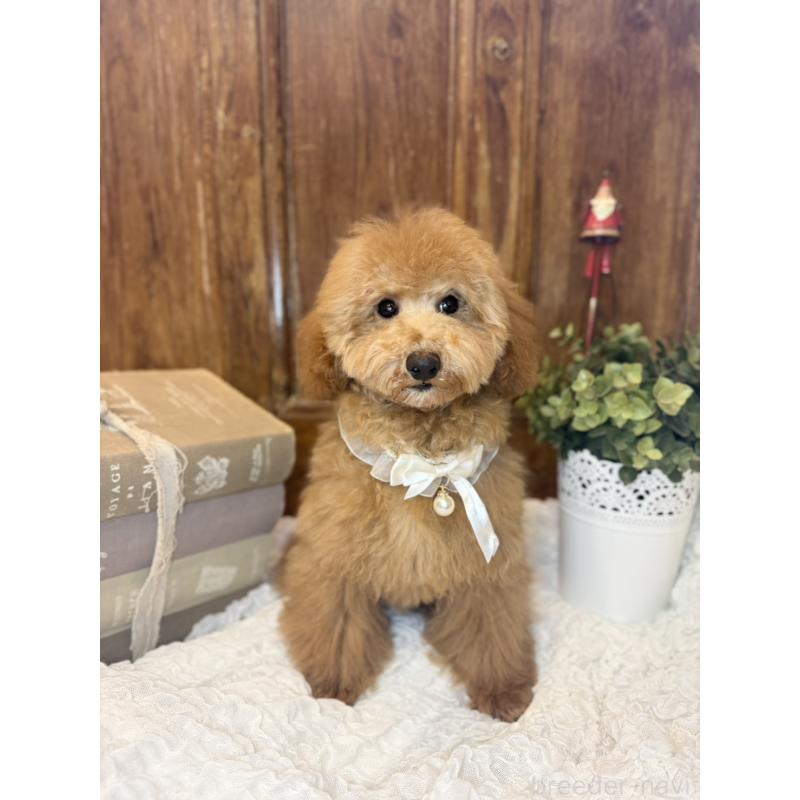 成約済の茨城県のトイプードル-417820の5枚目