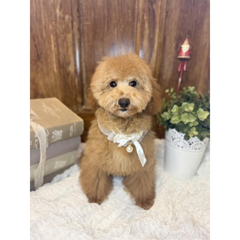 成約済の茨城県のトイプードル-417820の4枚目