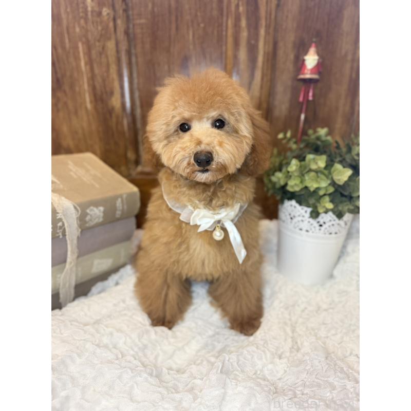 成約済の茨城県のトイプードル-417820の3枚目