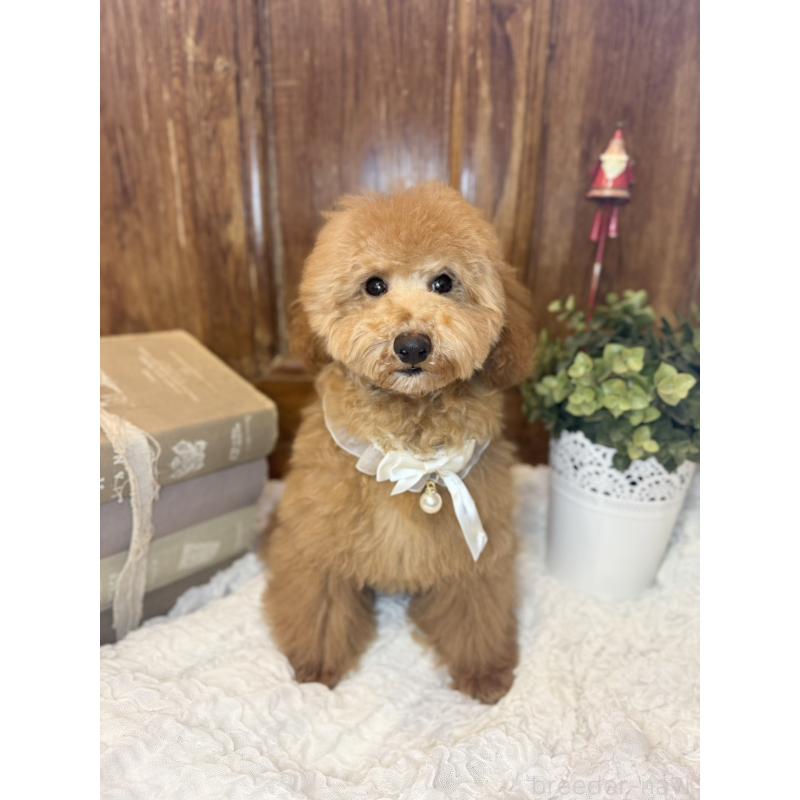 成約済の茨城県のトイプードル-417820の2枚目