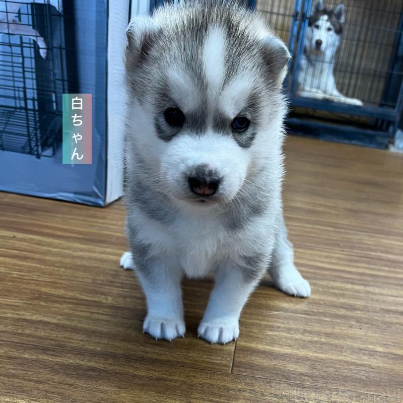 販売中の青森県のシベリアンハスキー-425030の11枚目