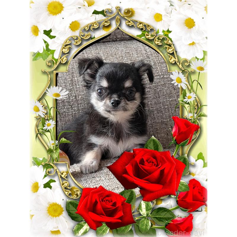 販売中の山口県のチワワ(ロングコート)-430360の1枚目