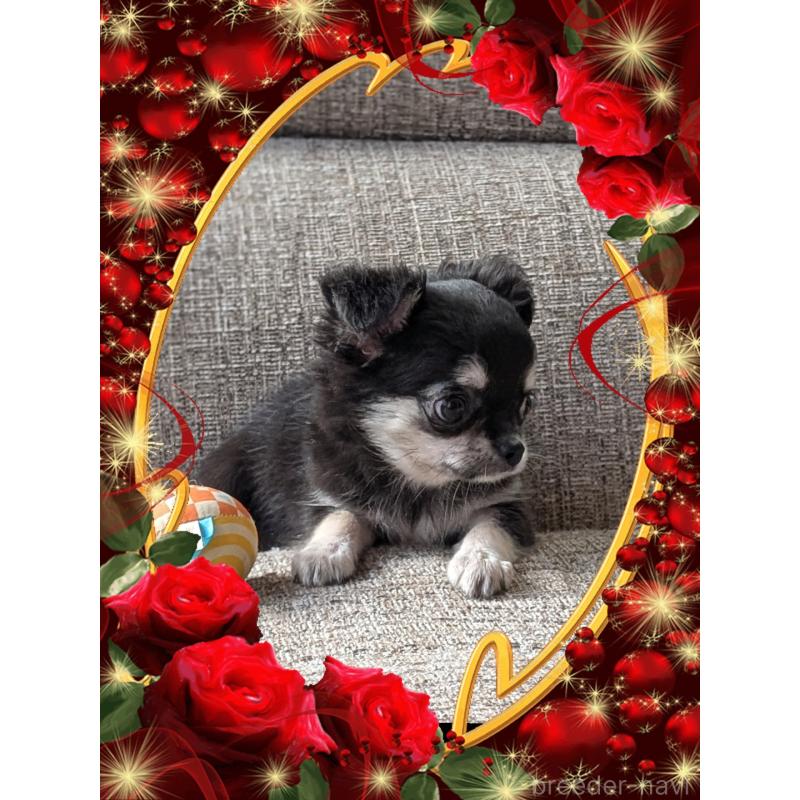 販売中の山口県のチワワ(ロングコート)-430360の4枚目