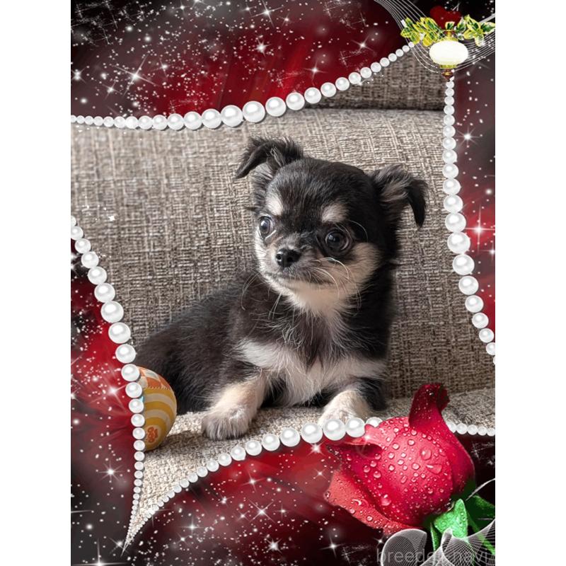 販売中の山口県のチワワ(ロングコート)-430360の3枚目