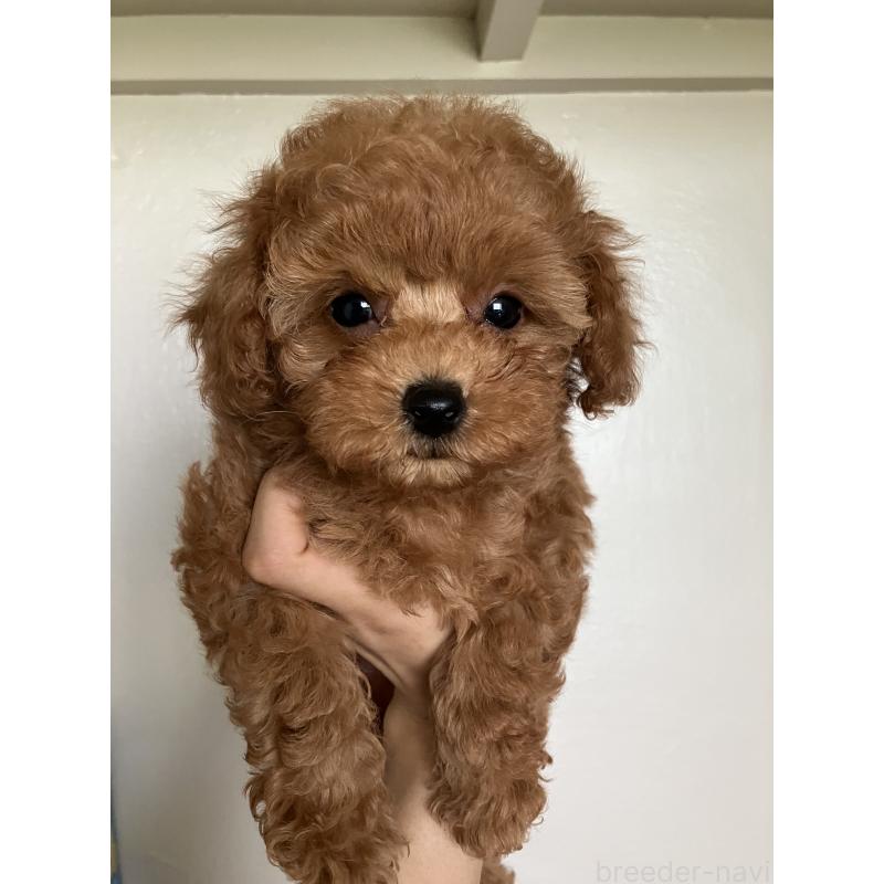 販売中の沖縄県のトイプードル-420054の3枚目