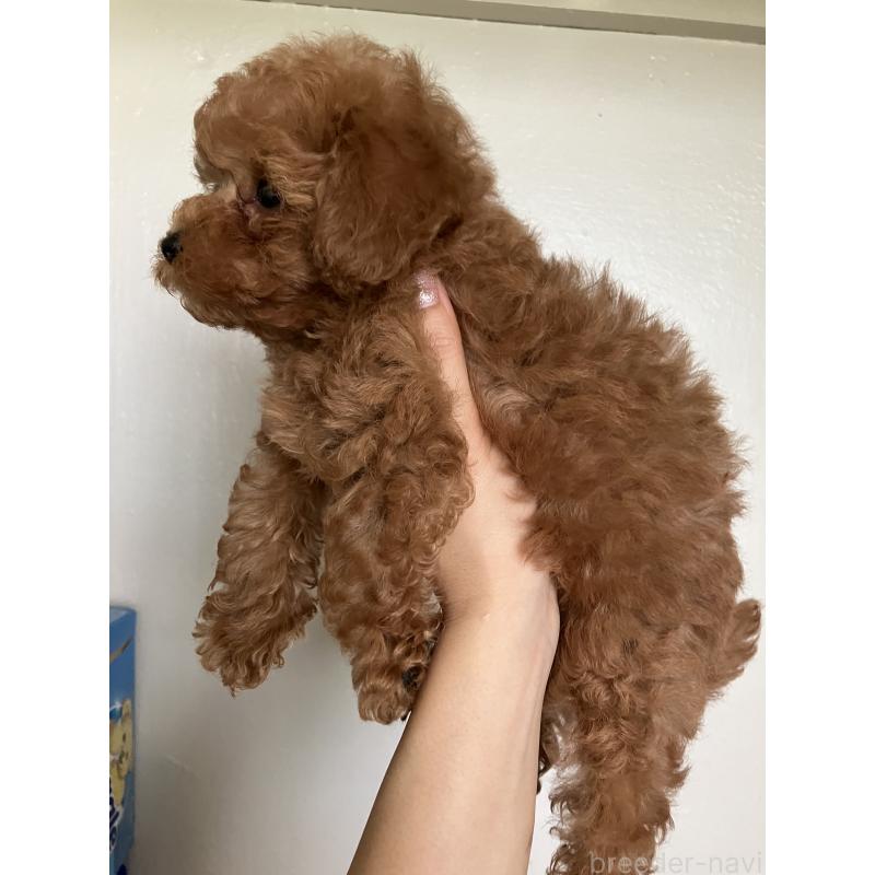 販売中の沖縄県のトイプードル-420054の2枚目