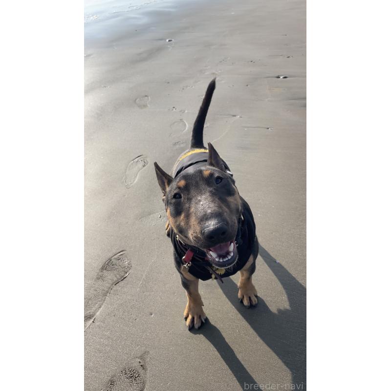 販売中の千葉県のミニチュアブルテリア-401178の2枚目