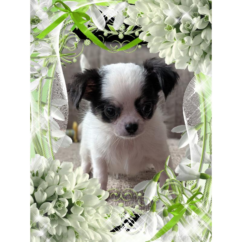 販売中の山口県のチワワ(ロングコート)-430361の3枚目