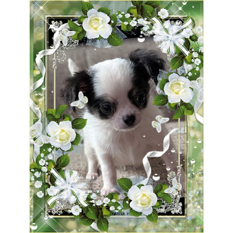 販売中の山口県のチワワ(ロングコート)-430361